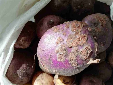 What Is Potato Scab Description And Treatments Growerexperts