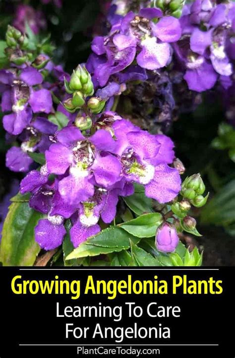 Angelonia Plant Care Tips Growing Summer Snapdragons Plant Care