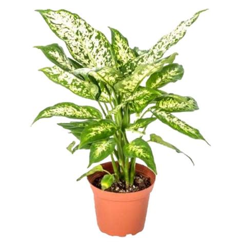 10 Best Indoor Air Purifying Plants From Nasa Clean Air Study