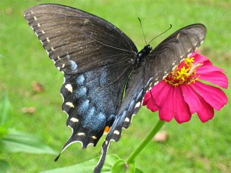 Eastern tiger swallowtails can be found east of the rockies, in an almost perfect complement to the western tigers' range. Discovering His Creation: Eastern Tiger Swallowtail ...
