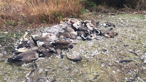 Pile Of Dead Canada Goose Carcasses Found On Trail In Errington Ctv News