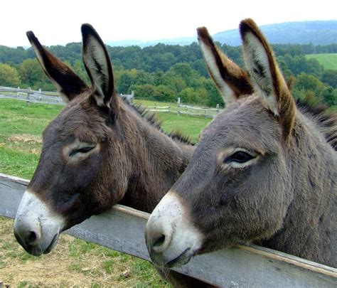 24 Delightful Facts About Donkeys Fact City