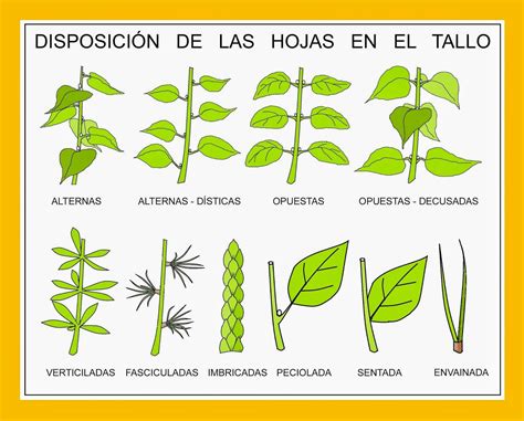 Á R B O L E S T R E E S La Disposición De Las Hojas En El Tallo