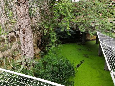 American Alligators Exhibit Zoochat