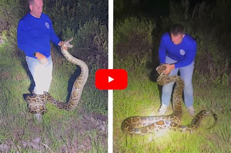 Florida Snake Hunter Wrestles Giant 16 Foot Burmese Python