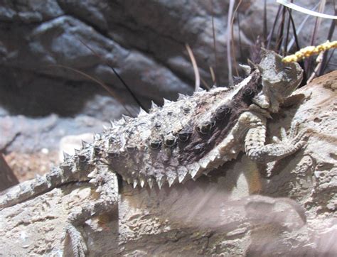 Giant Horned Lizard Facts And Pictures