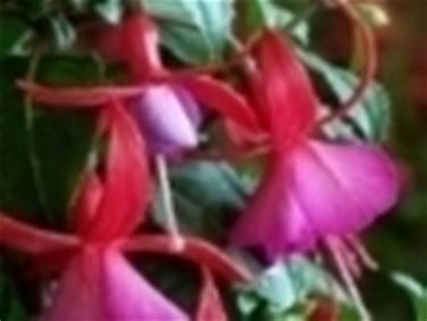I nomi dei fiori per i bambini sono belli e hanno un significato a volte mistico. Fucsia - Fuchsia - Fuchsia - Piante da Giardino - Fucsia ...