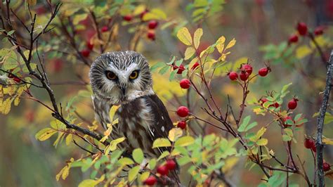 Owl Rose Bush Bing Wallpaper Download