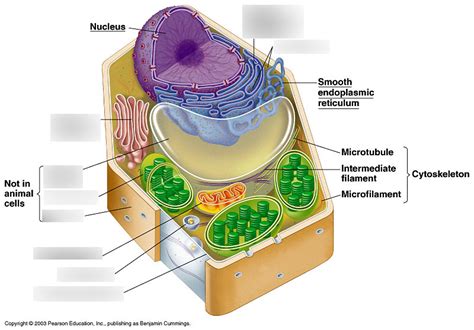 Tour Of The Plant Cell Campbell Biology Diagram Quizlet