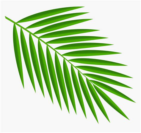 Palm Tree Leaf Clipart ~ Background Green Leaves Natural Vector Leaf