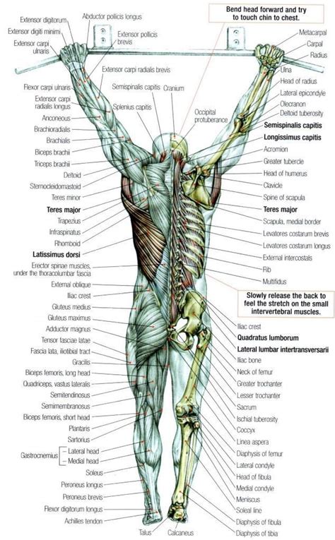 Musclular System Labeled Back Human Body Muscles Labeled Front And