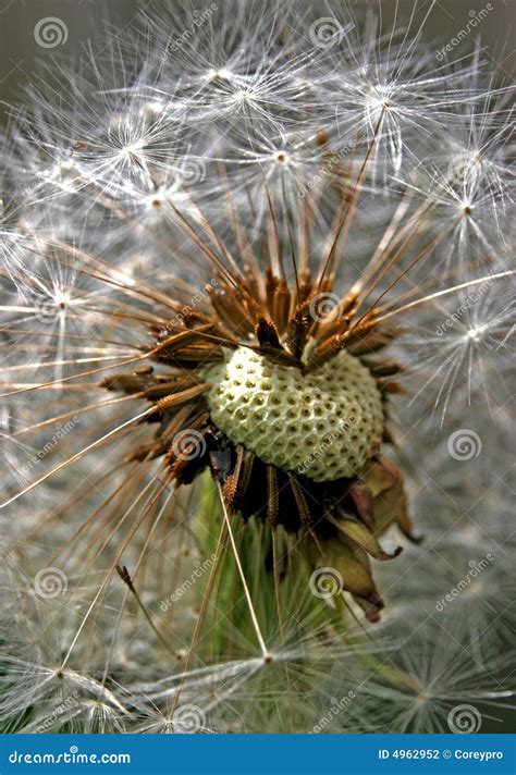 Spreading Seed Stock Photo Image Of Green Fall Plant