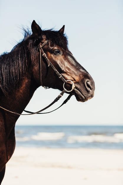 uma cabeça de cavalo selvagem na praia em um jovem garanhão próximo foto premium