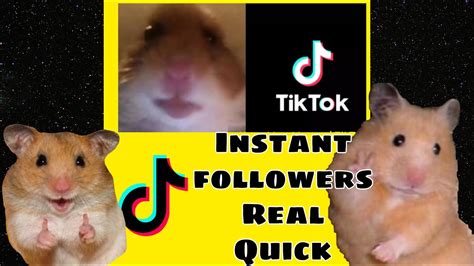 What Is Hamster Cult 🐹 Tiktok War Youtube