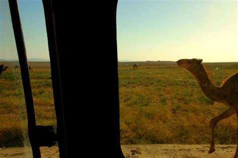 A camels nostrils can close so it doesn't get sand up its nose. Syria on Track to Becoming Irreversible Desert - Green Prophet