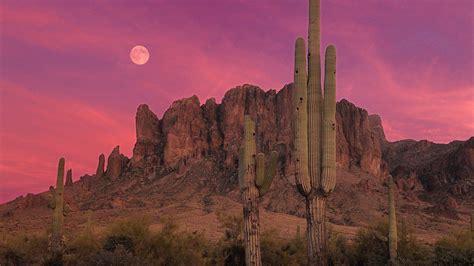 Desert Cactus Sunset Wallpapers Top Free Desert Cactus Sunset