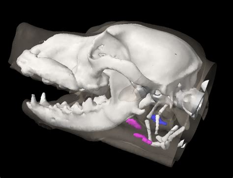 Canine Mandibular Lymph Node