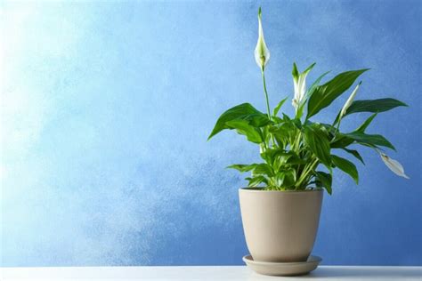 8 Common Reasons Your Peace Lily Is Drooping Petal Republic