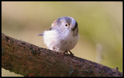 Long Tailed Titmouse Flickr