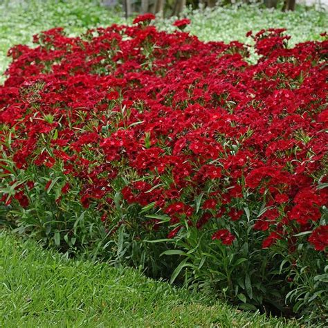 Dianthus Rockin Red 72 Cells Plant Information Red Flowers Plants