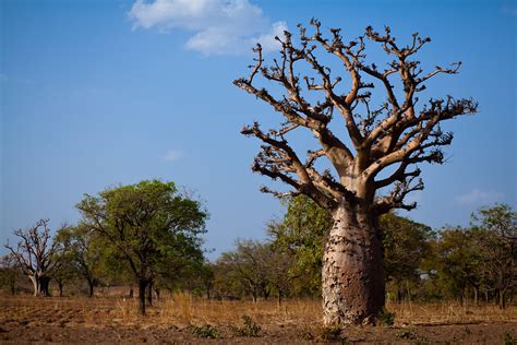 Scientists Map Nearly 10 Billion Trees Stored Carbon In Africas