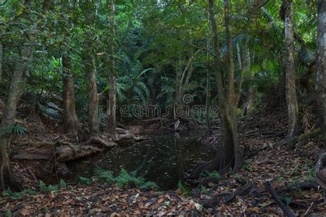 Atmosphere In Summer Time With Landscape Of Rainforest Stock Photo