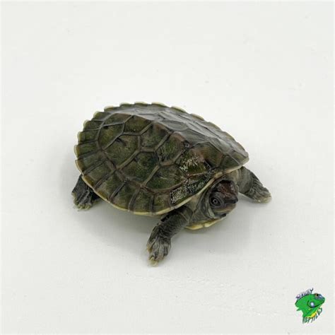 Borneo River Turtle Cb Baby Strictly Reptiles