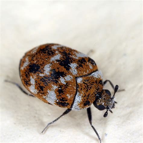 What Do Carpet Beetle Bug Bites Look Like
