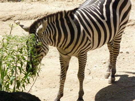 zebra eating plants | Flickr - Photo Sharing!