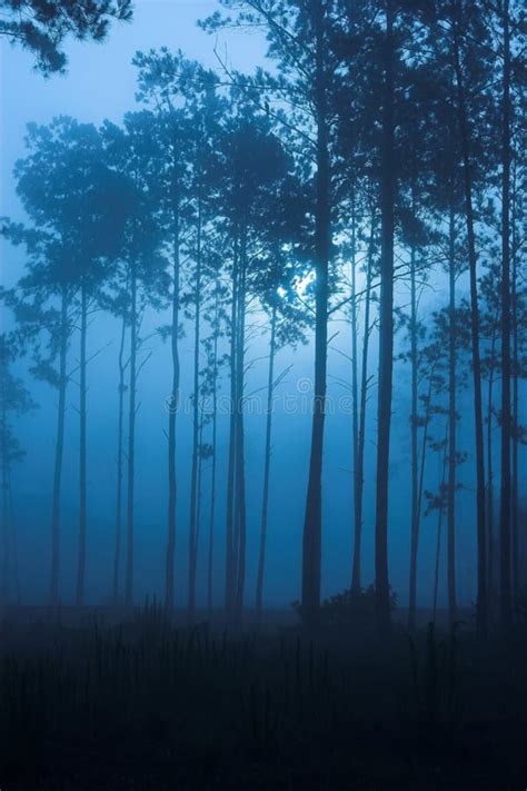 Spooky Fog Filled Forest Night Stock Image Image Of Spooky Cool 2518279