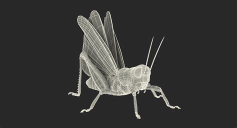 grasshopper rigged 3d model turbosquid 1237554