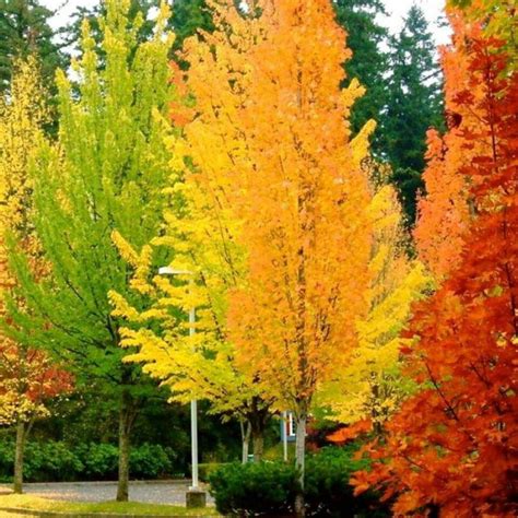 Fall In Oregon Beautiful Nature Fall Pictures Autumn Scenery