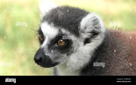 Face Of A Strepsirrhine Primate Ring Tailed Lemur Of Madagascar Lemur