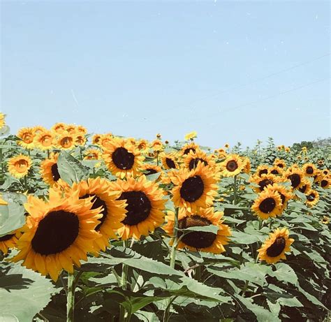 Sunshine Sunflower Wallpaper Flower Landscape Sunflower Fields