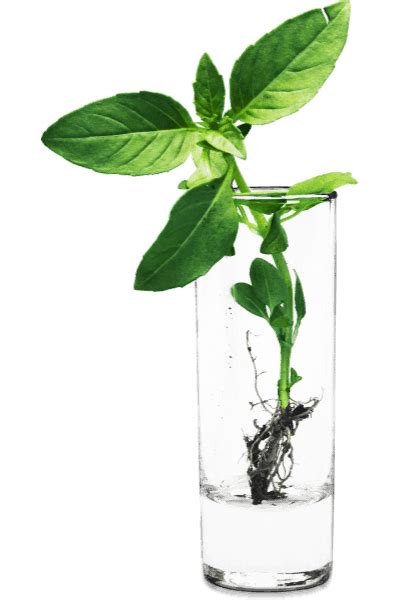 12 Beautiful Indoor Plants that Grow in Water Easily - The ...