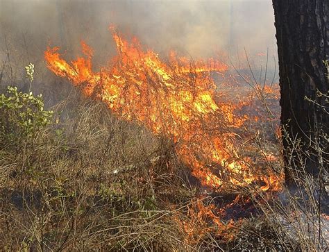 Как возникают лесные пожары