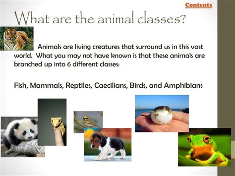 Ppt Animal Classes Powerpoint Presentation Free Download Id2125989