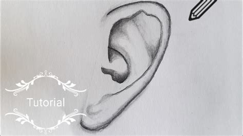 How To Draw Ear For Beginners Easy Way To Draw Ear Youtube
