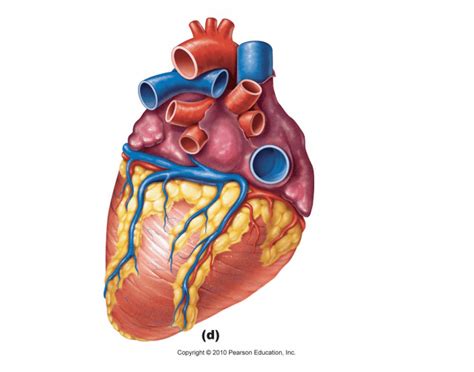 Anime, gif, and the anthem of the heart image. Posterior Heart Model - PurposeGames