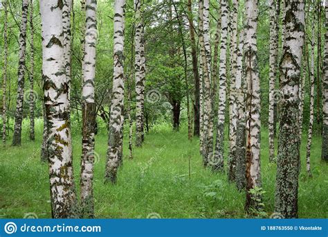 Birch Grove Green Leaves And Grass White Stemmed Slender Beauties Of