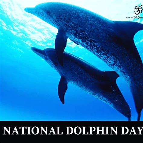 Happy National Dolphin Day 2019 Facts About Extremely Social Mammals