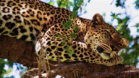 Fondos De Pantalla Leopardo Dormir En El árbol 1920x1080 Full Hd 2k Imagen