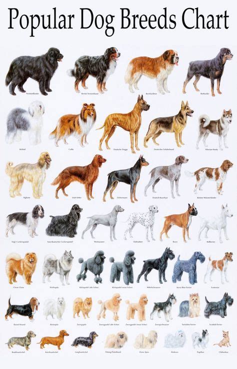 Popular Dog Breeds Chart 18x28 45cm70cm Poster Hund Dyr Dogs