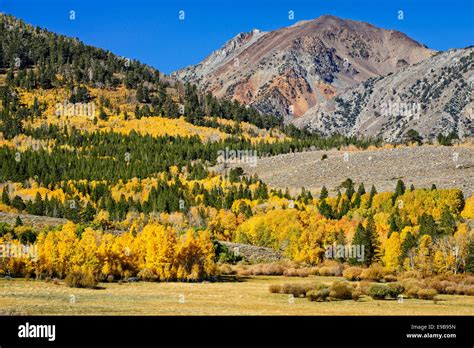 Aspen Trees In Fall Color At Dunderberg Meadows Eastern Sierra Nevada