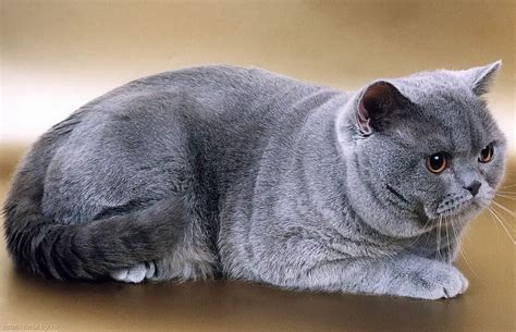British Shorthair Looks Personality And How To Care For Your British