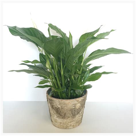 It's care information you will not find on the plant tags, along with answers to questions the. Peace Lily - Floral Sunshine