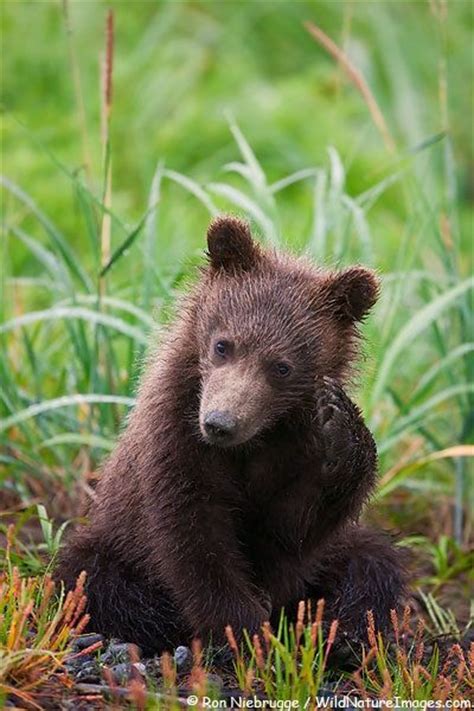 198 Best Images About Black Bear And Cubs On Pinterest American Black
