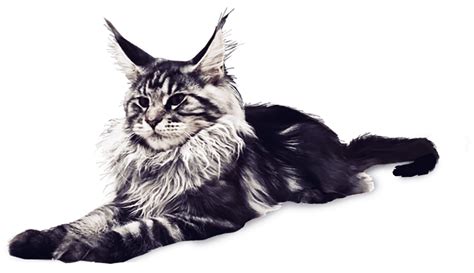 Maine Coon Breeders In Wisconsin Chicago Dynasty Maine Coon Cats