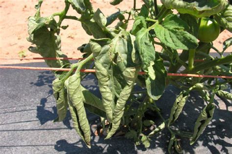 Why Are My Tomato Leaves Drying And Curling Gardeninguru