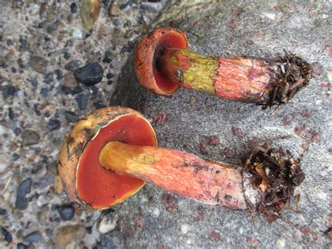 Boletus Subvelutipes Red Mouth Bolete The Bolete Filter